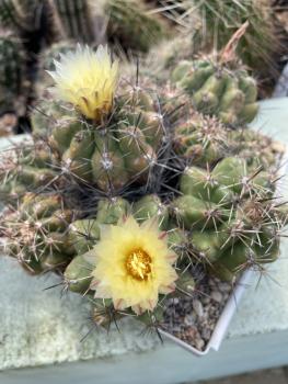Thelocactus leucacanthus